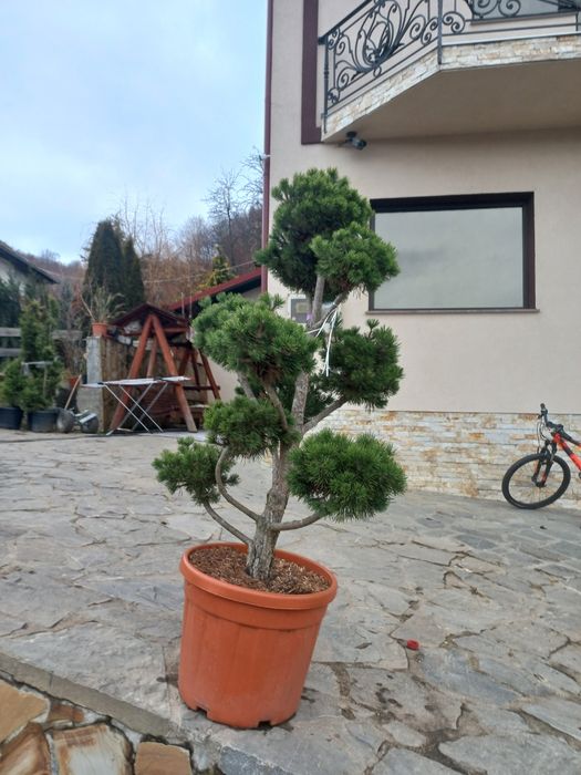 Vând mesteacăn tei brazi tuia pon pon spirale și multe altele plante