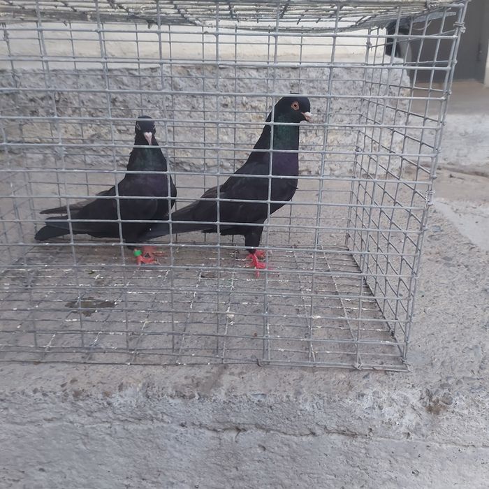 Жук Иран пара лет с игрой самец