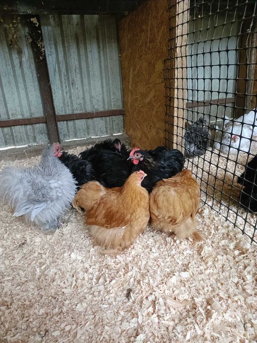 Găini moțate bărboase incaltate (strumsky)