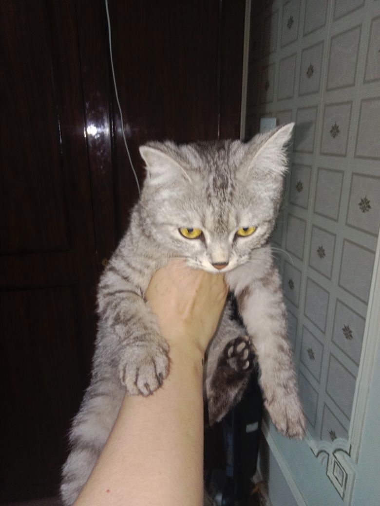 Кошечка в добрые руки