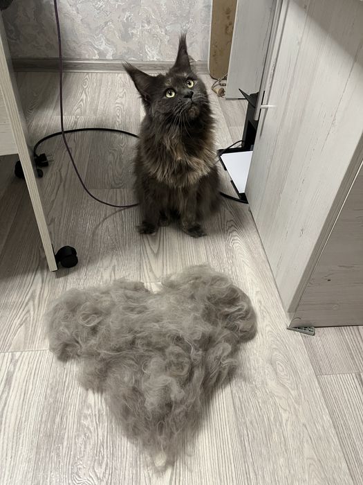 Груминг кошек и собак