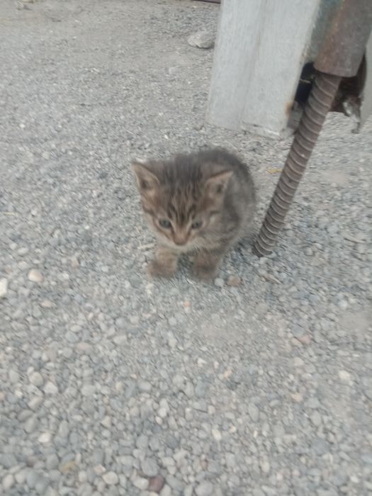 Котята котёнок  мысык