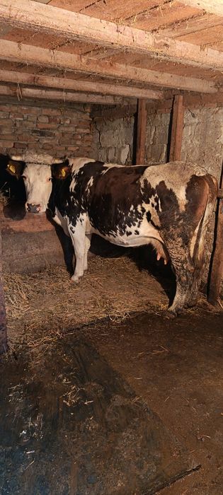 Vaci tinere de vânzare 8500 buc