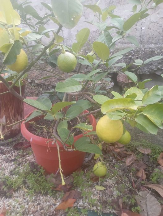 Дръвче лимон на 4 години вече с плодове