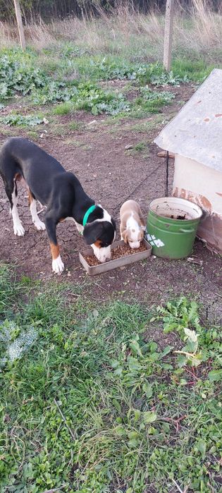 Ловни кучета Гончета