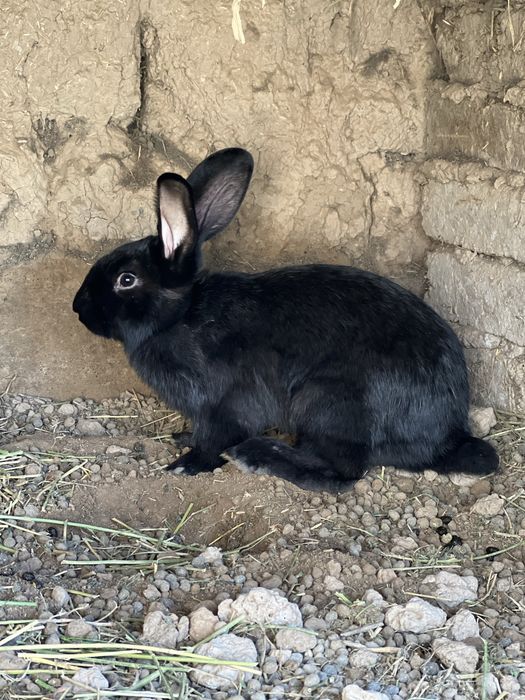 Quyonlar sotiladi erkak ayol hammasi soglom