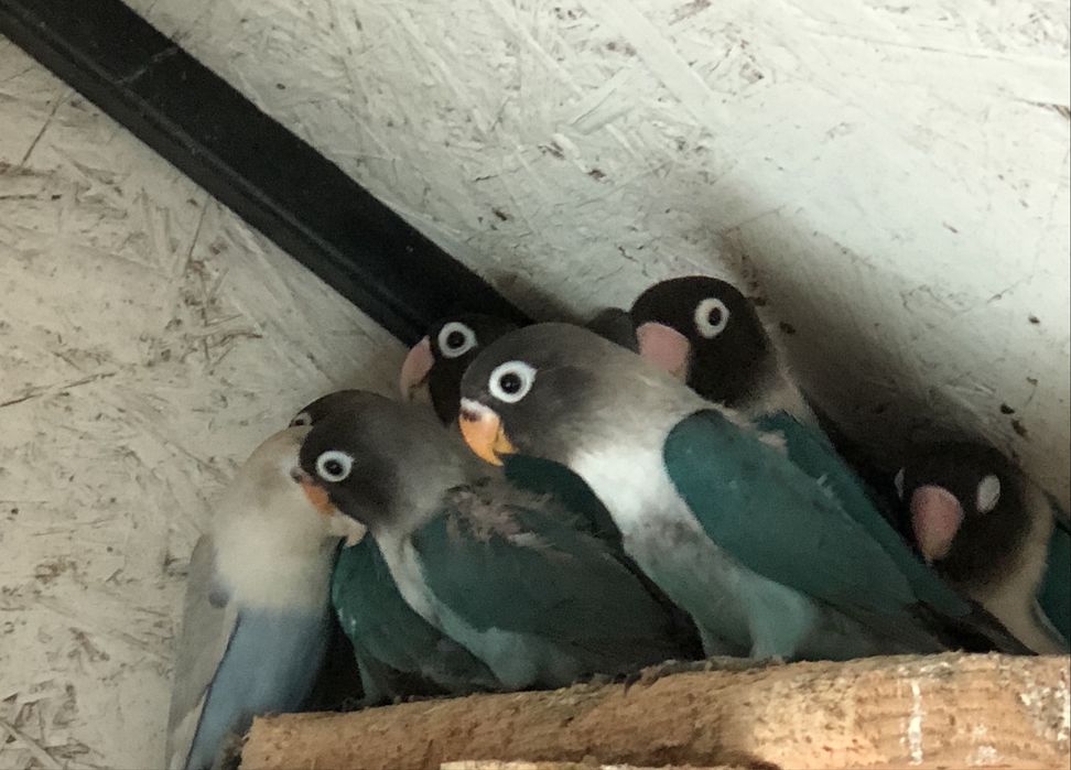 Papagali agapornis pui si maturi