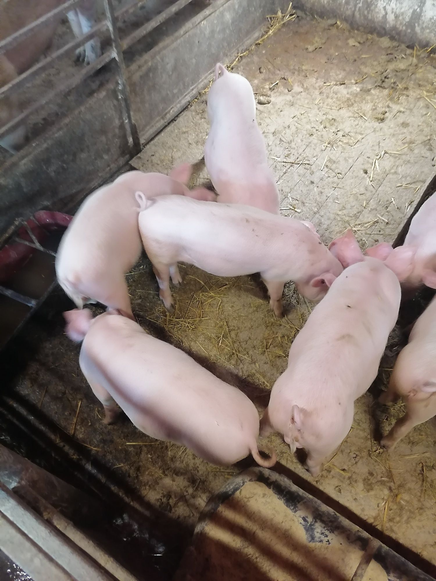 Продавам малки прасета