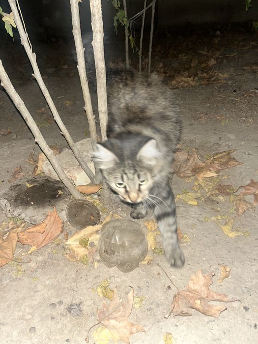 Chiroyli aqlli qiz bola mushuk hadyaga beriladi