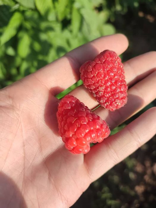 Малина Полана ва Полька, оригинал