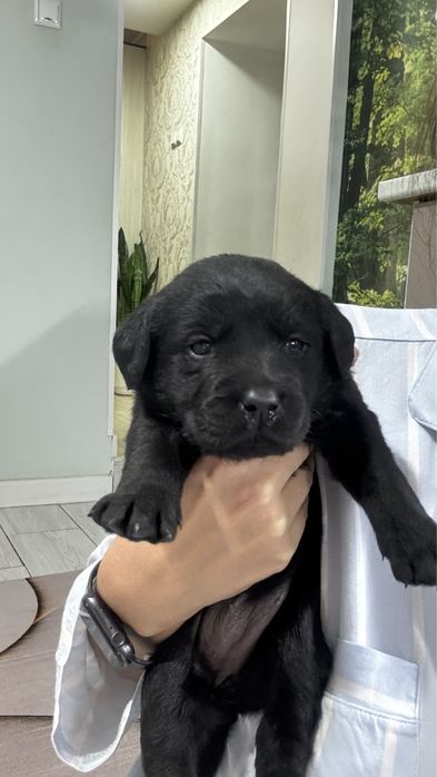 Щенок лабрадора