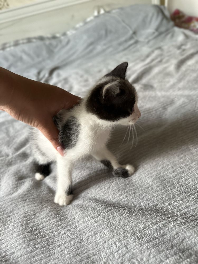 Котята в поисках дома