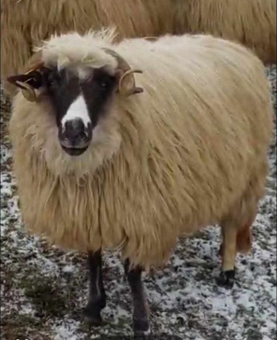 Mior breaz cu genetina si forme foarte bune