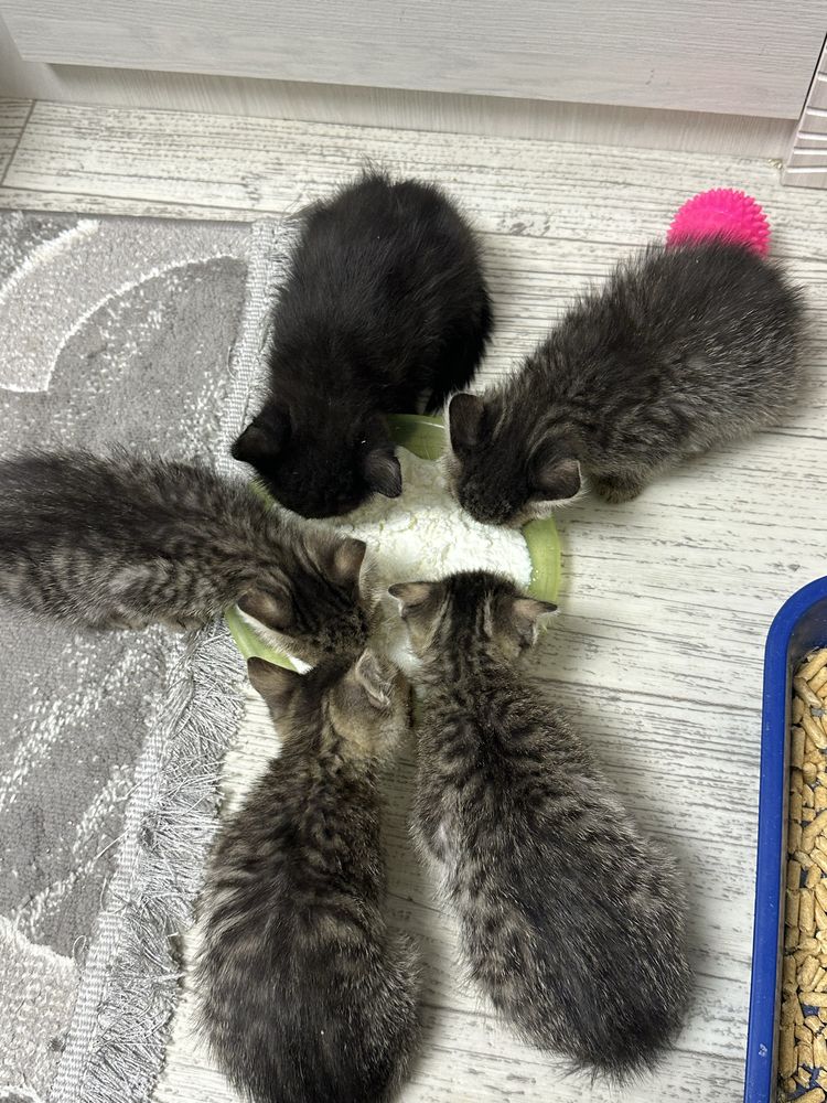Отдам котят в любящие ответственные руки