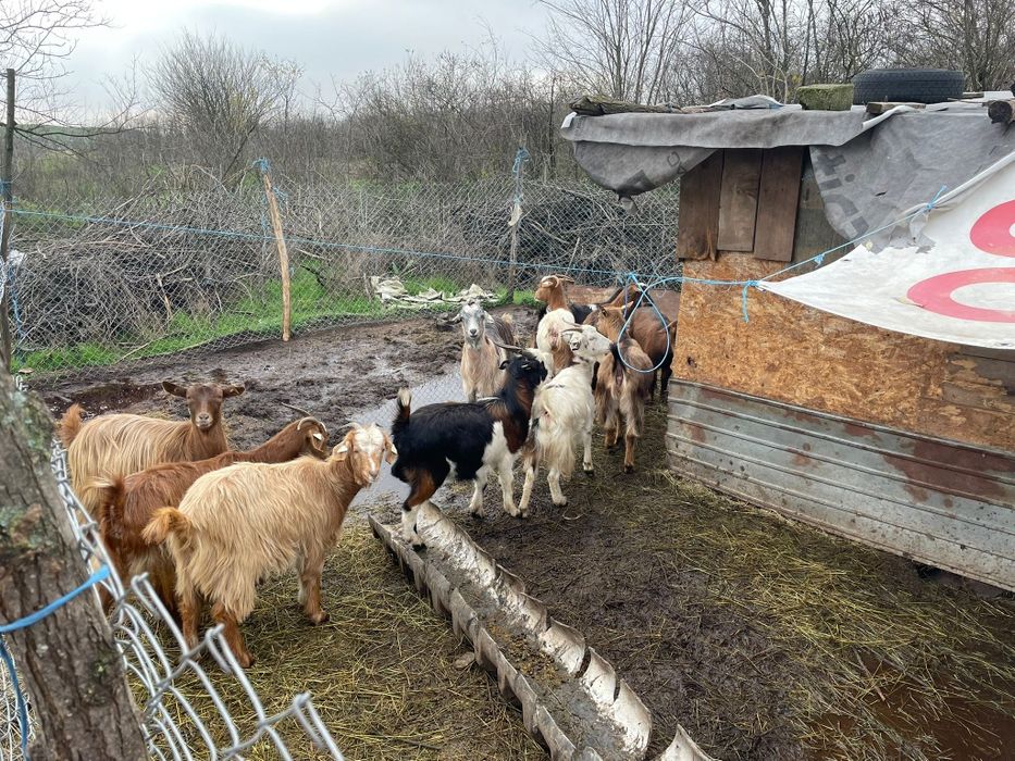 Vând capre frumoase!