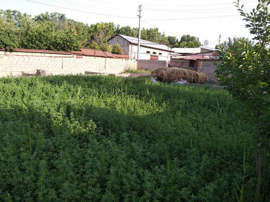 Yer 6 сотих назарбек