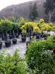 Garden Devis | Plante Ornamentale