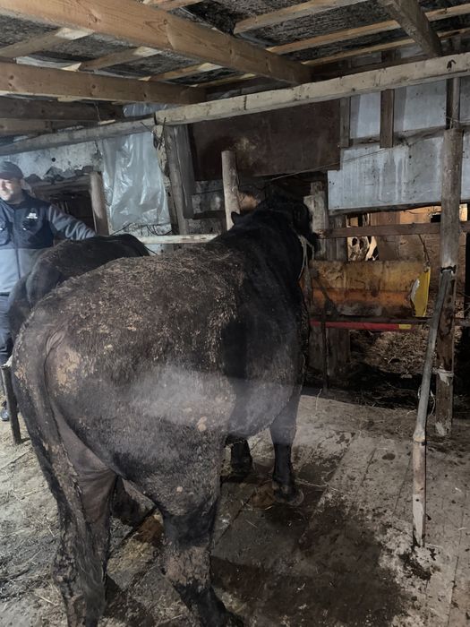 Абердин Ангус на племия