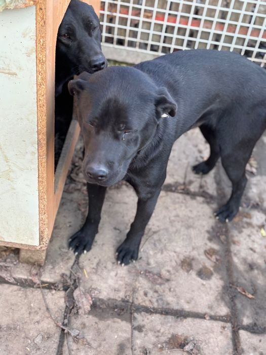 Donez câine negru mascul