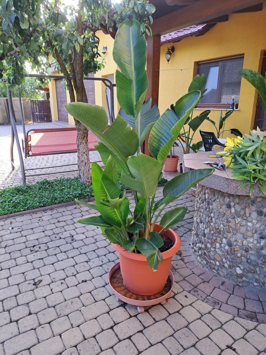 Plante deosebit de frumoase
