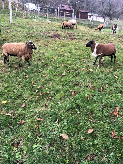 oi de camerun femele