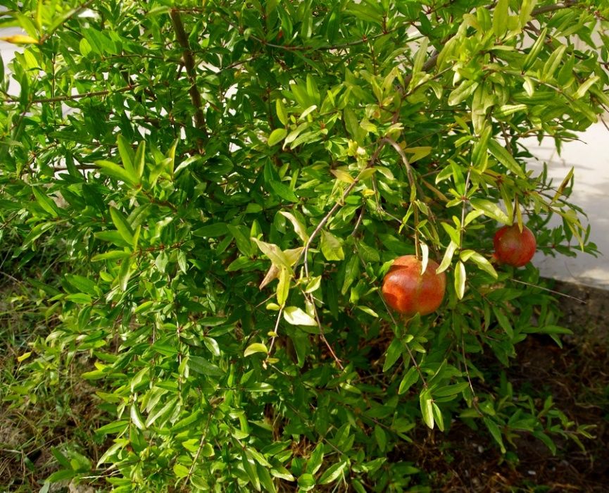 Нар. Аклиматизирани фиданки  .