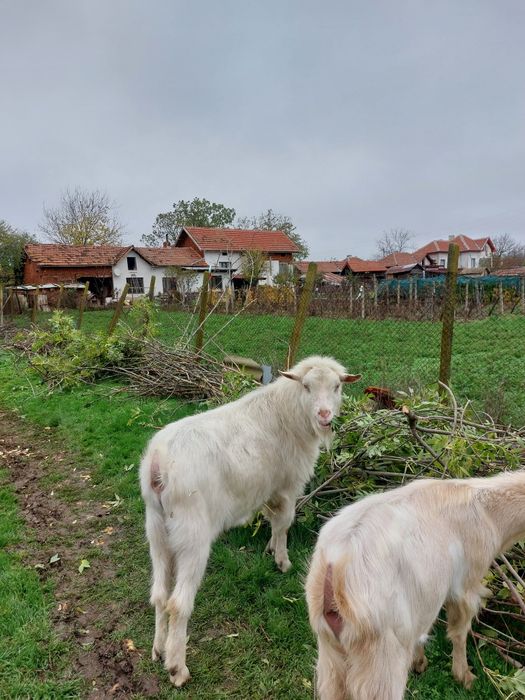 Продавам пръч на 2 години