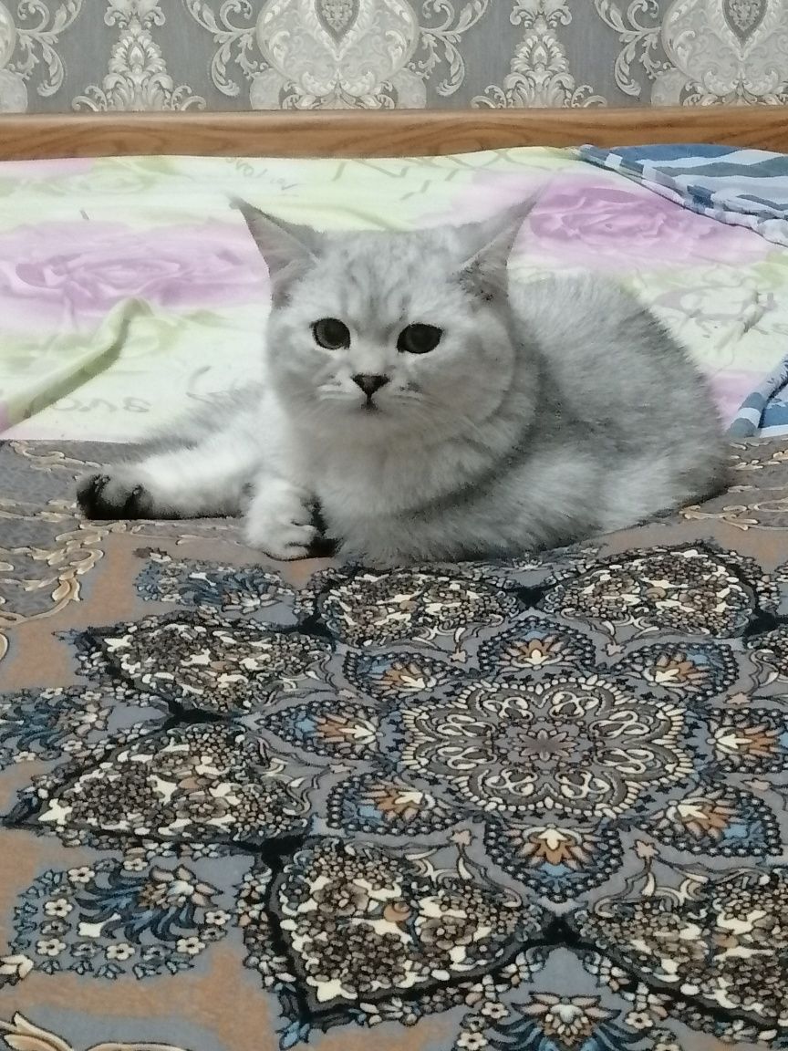 Mushik yo‘qolib qoldi.