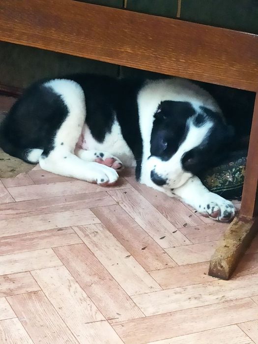 Шеночки алабаев чистокровные