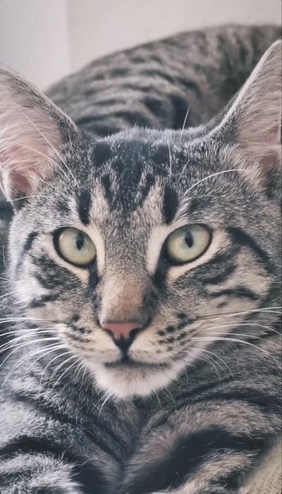 Pisici spre adoptie (2 motanei)