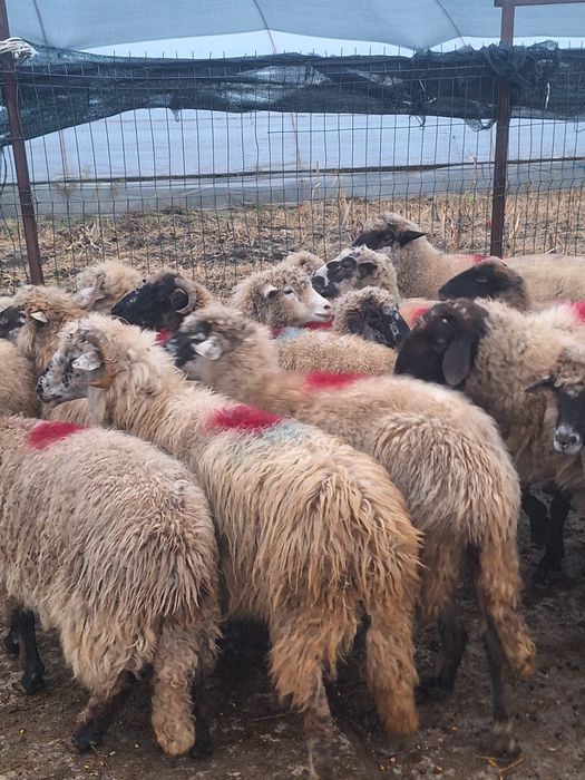 Vând 20 de oi grase