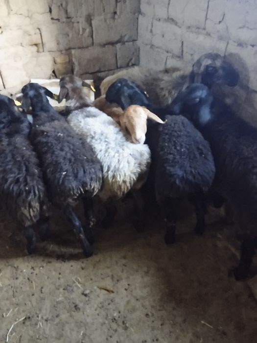 Семіз тоқтылар сатылады