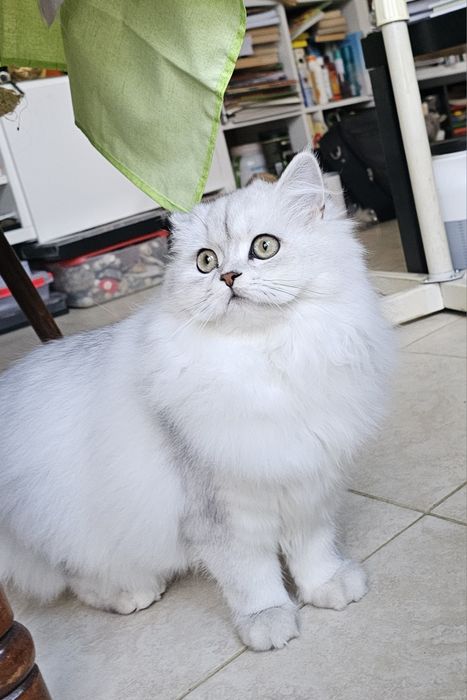 Британски дългокосмести котенца