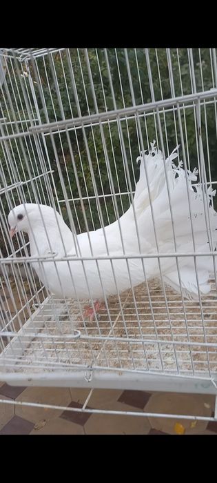 Павлин самка гатовый