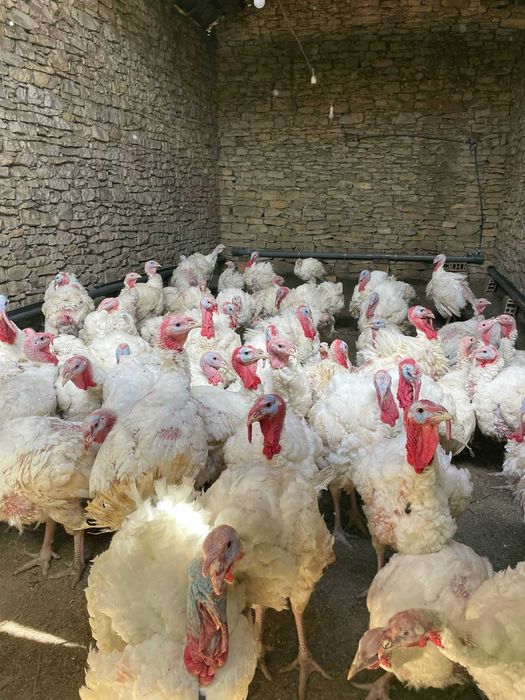 Продавам пуйки 10лв	/кг