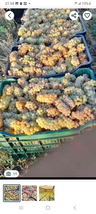 Struguri de vin producția 2025 sunați la numărul de telefon