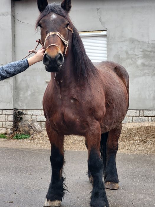 Iapa si cal de vanzare pereche