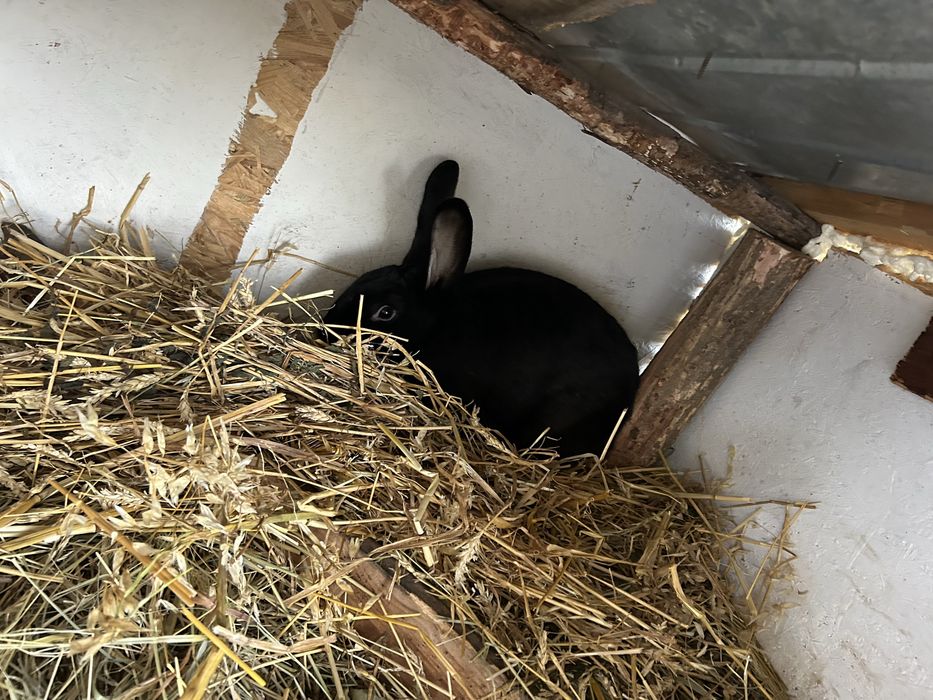 Iepuri fluture german