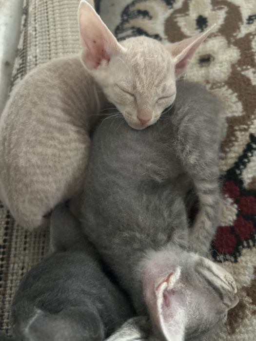 Котята очень игривые . Мама свинкс