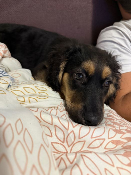 СПЕШНО!!! Подарявам женско кученце на 3 месеца