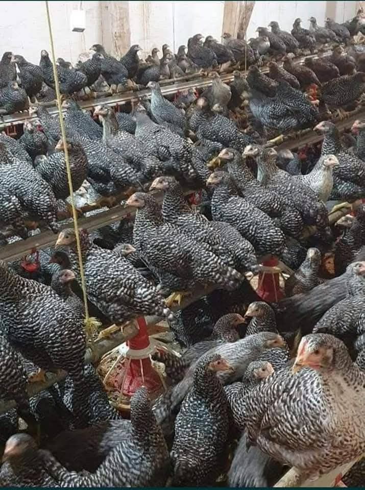 Avem la vânzare pui de carne și rasa mixta