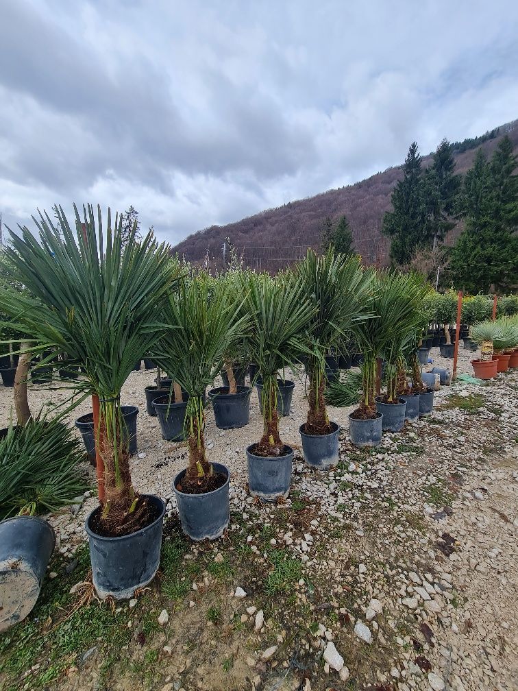 Palmieri trachycarpus fortunei rezistent la frig