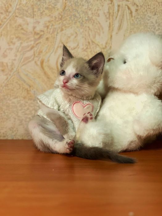 Котенка в хорошие руки