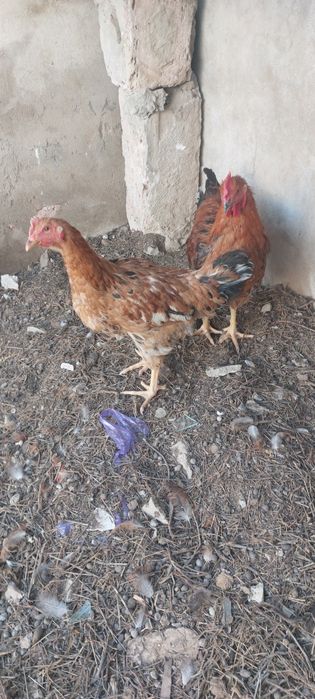 Тауық сатылады 10000мынға