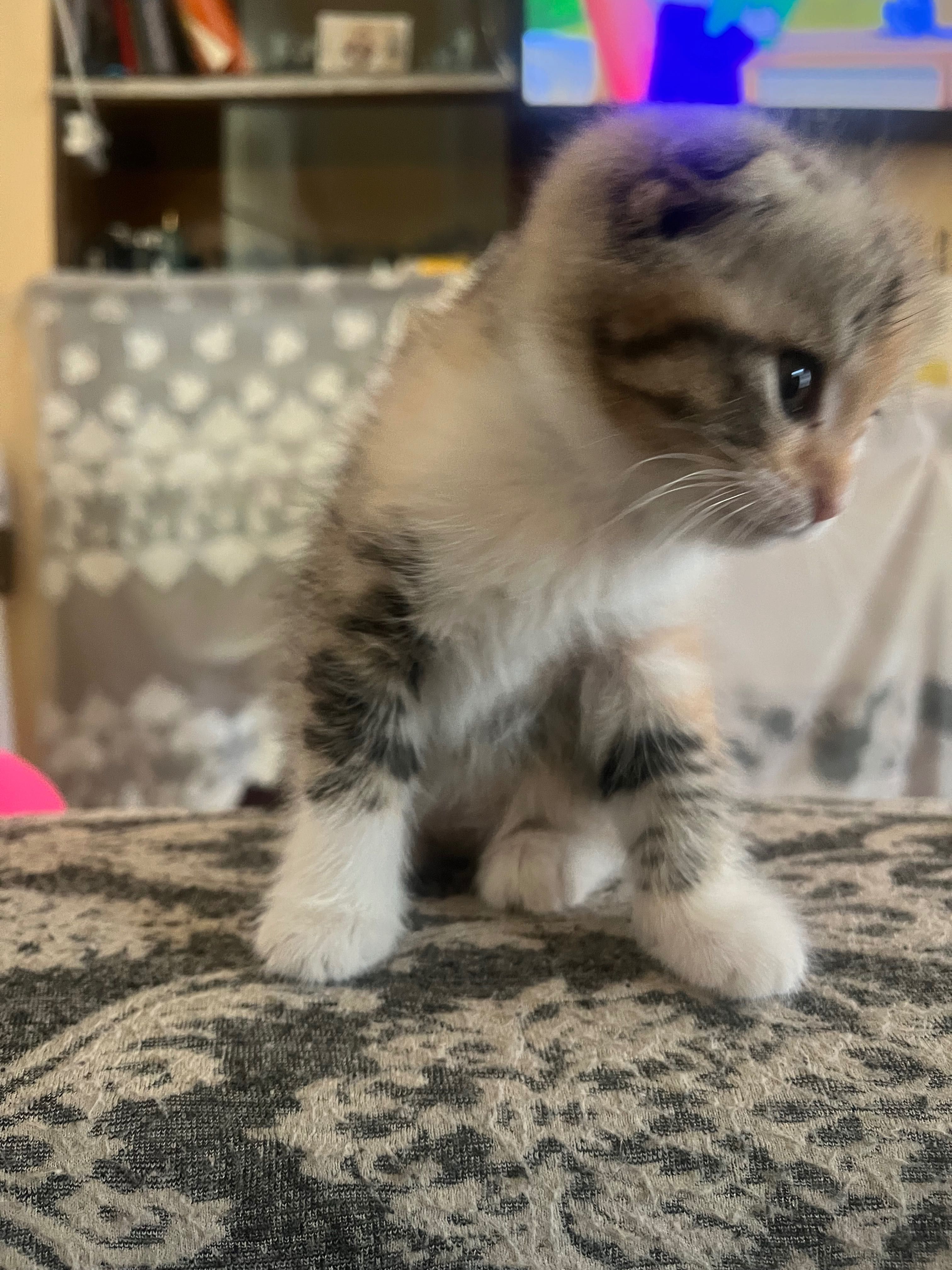 Вислоухий кошка 1.5 месяцев