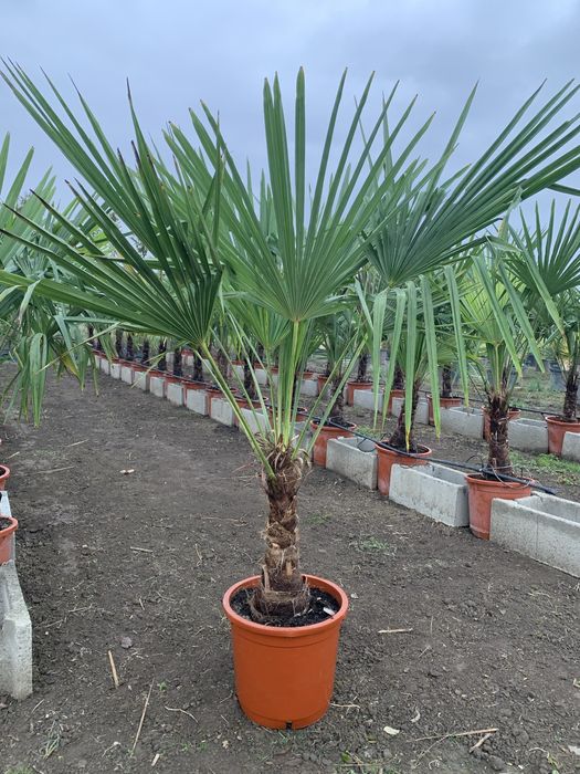 Palmier Tracycarpus Fortunei