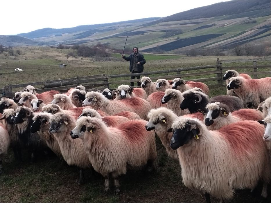 Vând 60 de oi tinere