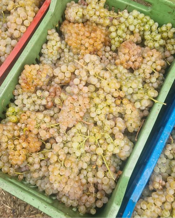 Struguri de vin Ploiești