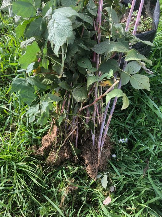 de vanzare butase de zmeura fertodi zamatos