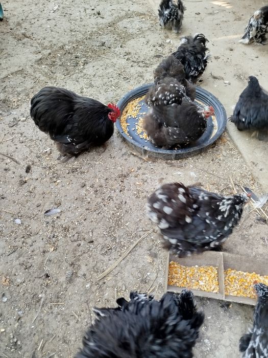 Pereche Găini Cochinchina pitic